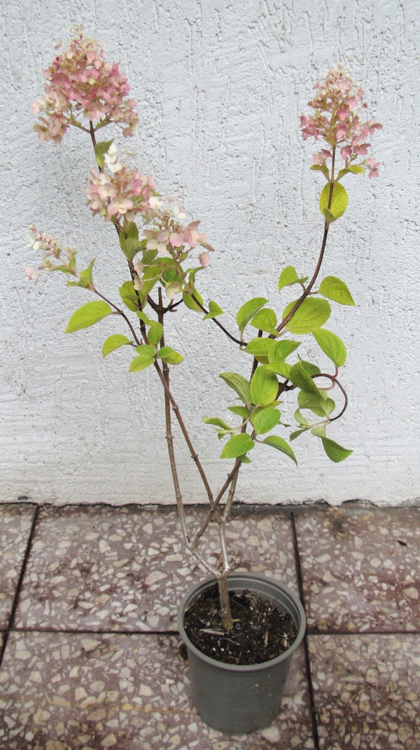 HORTENSJA SILVER DOLLAR - sadzonki w doniczkach Nazwa łacińska hydrangea paniculata
