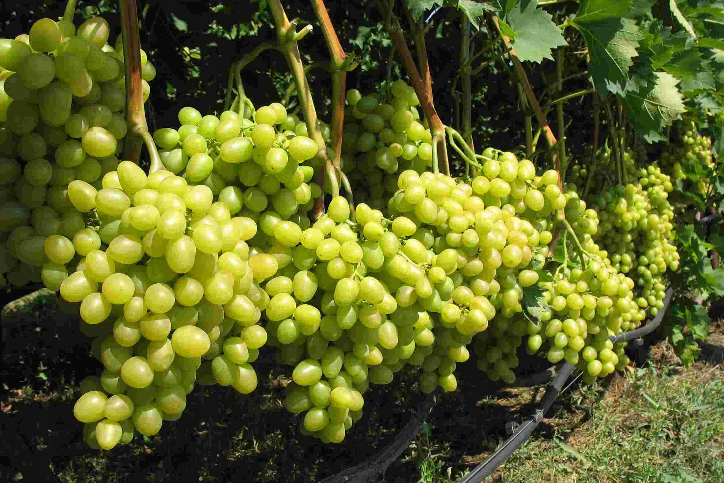WINOROŚL, winogron ARKADIA-- NR 552a (552) • Cena, Opinie • Rośliny owocowe 11128685717 • Allegro