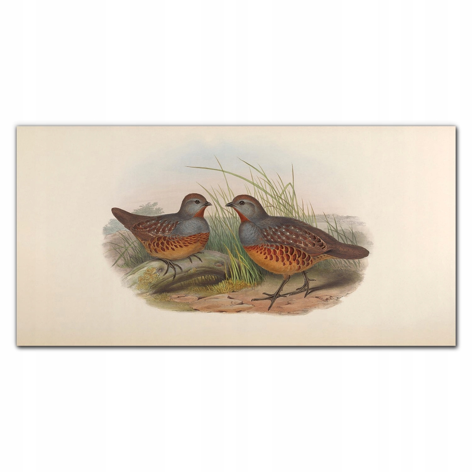 Obraz na plátne Vtáky zvieratá, obrázok 140x70