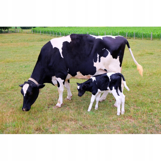 OPIEKUN STADA MLEKO ZASTĘPCZE 3-60 DZIEŃ 20KG Kod producenta preparat mlekozastępczy dla cieląt