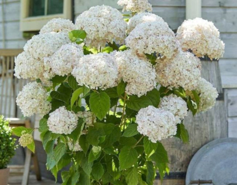 HORTENSJA DRZEWIASTA Candybelle Marshmallow - sadzonki w doniczkach Producent inny