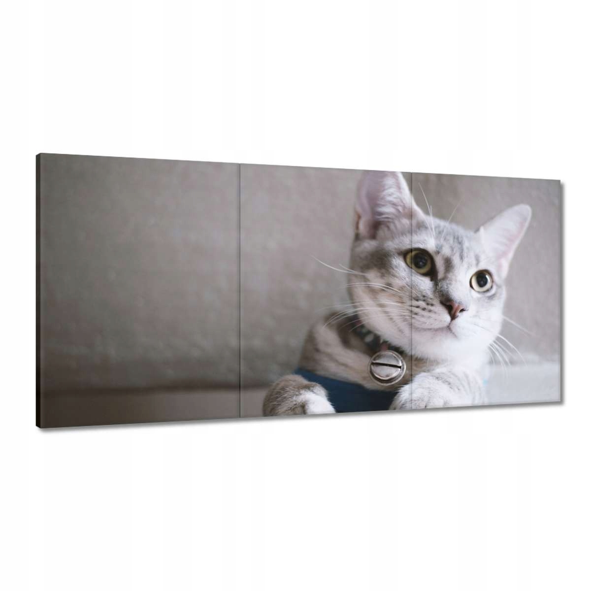 Obrazy 120x60 Kočka Kotě Kočky Kočka