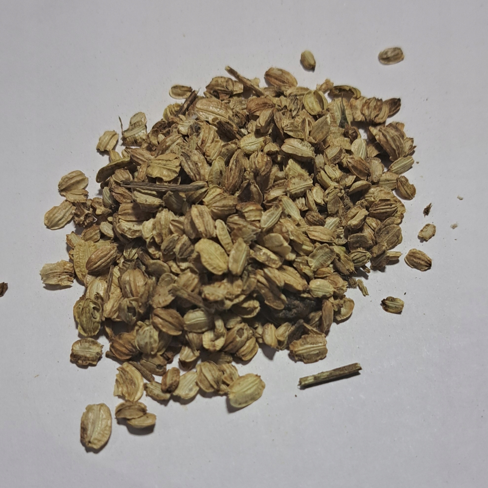 Levně Arciděhel Semena 1 kg Rafex