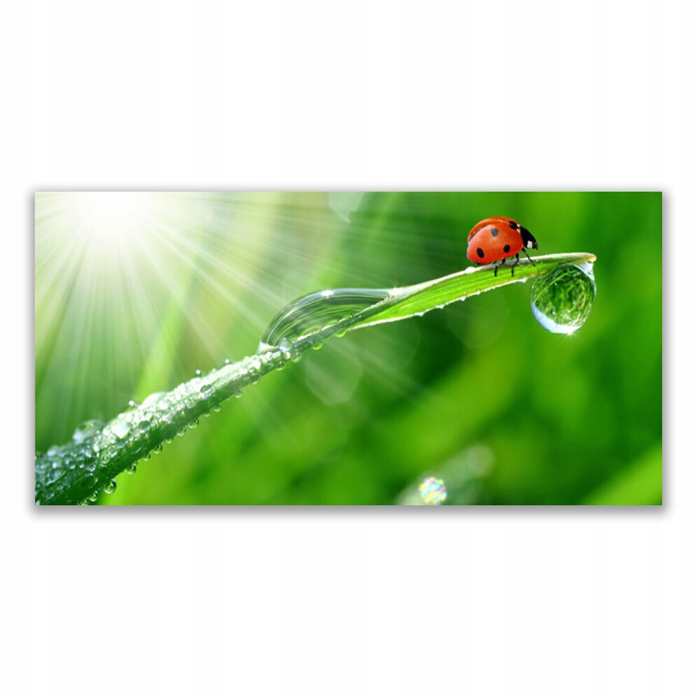 

Obraz akryl ścienny 120x60 Trawa Biedronka Natura