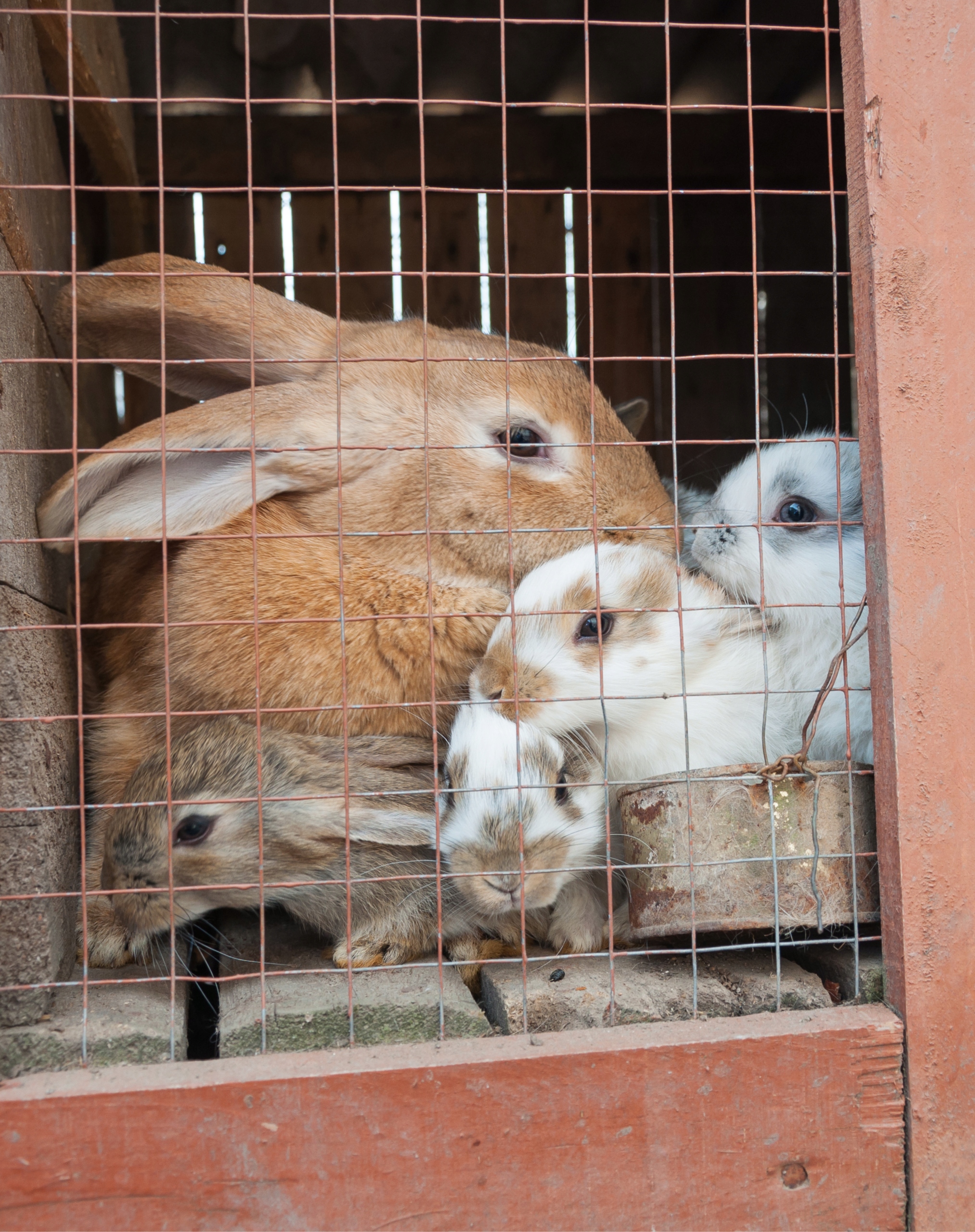 SIATKA ZGRZEWANA OCYNKOWANA 25x25mm /1,5M ROLKA 5M Kod producenta ORS-0472