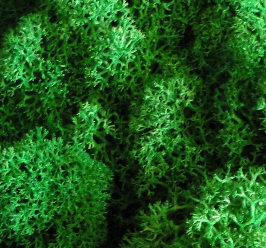 

Mech naturalny do las w szkle Zielony Średni