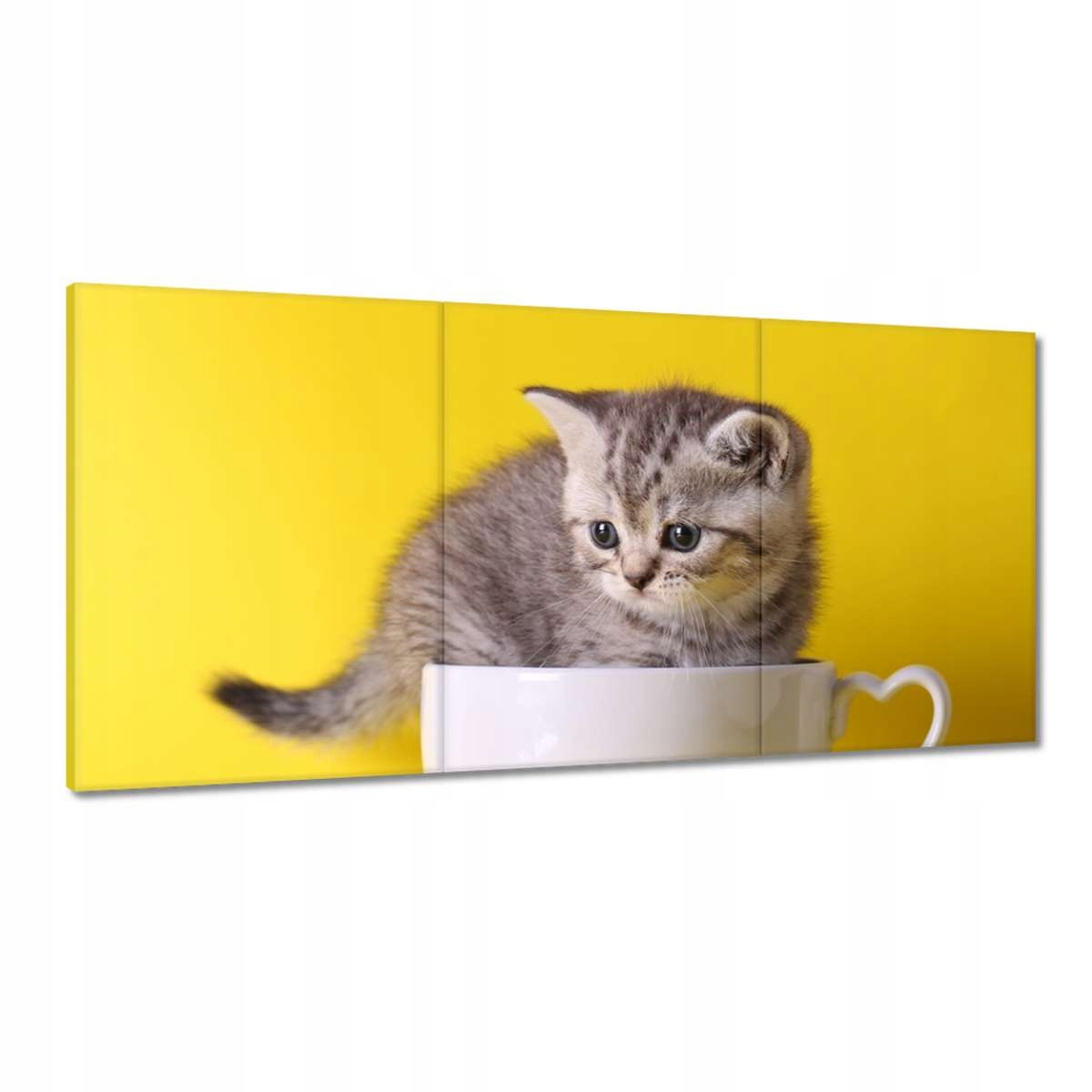 Obrazy 180x90 Kočka Kotě Kočky Kočka