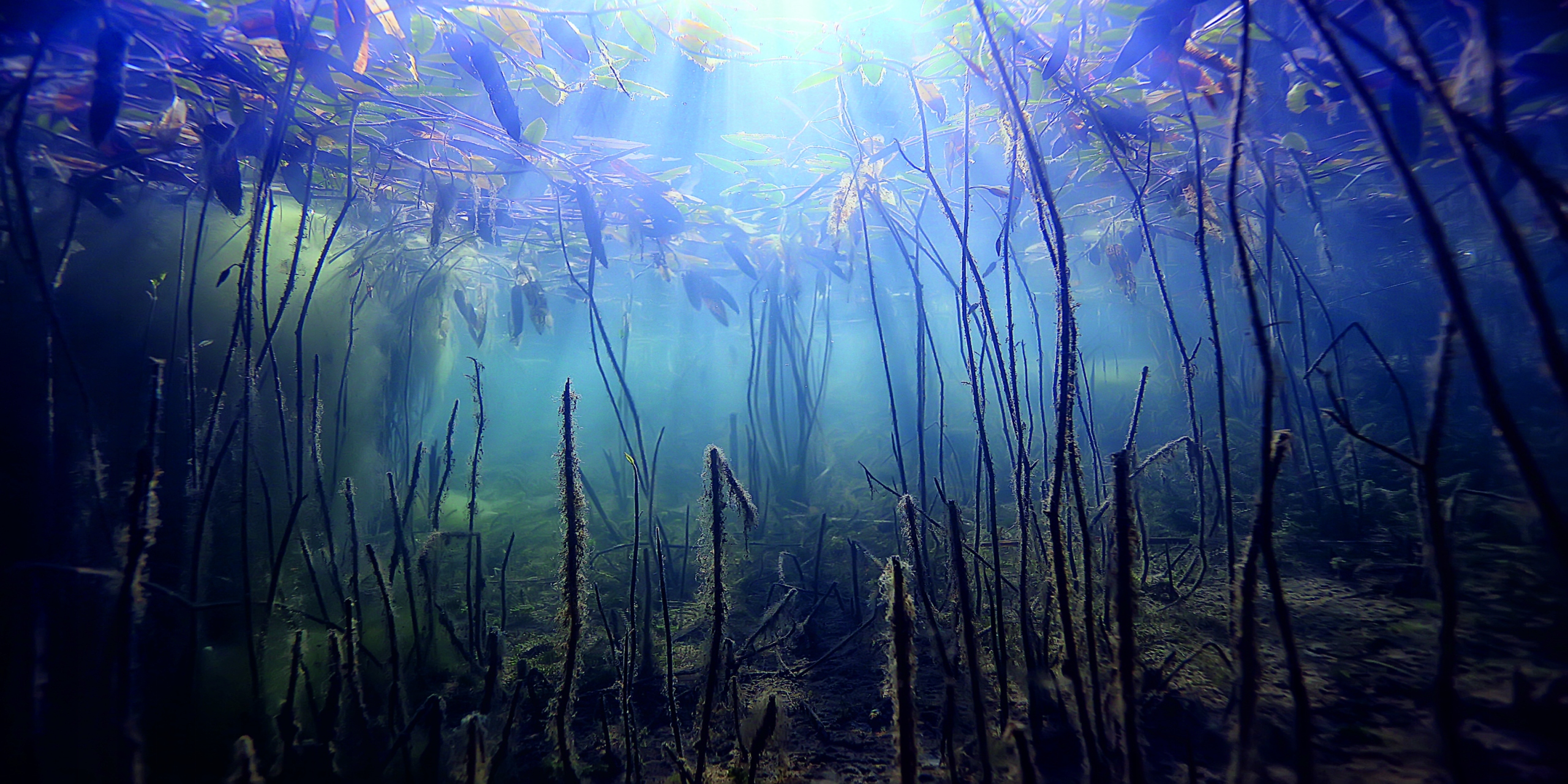 

Tło wzór 2 do Akwarium samoprzylepne 112L