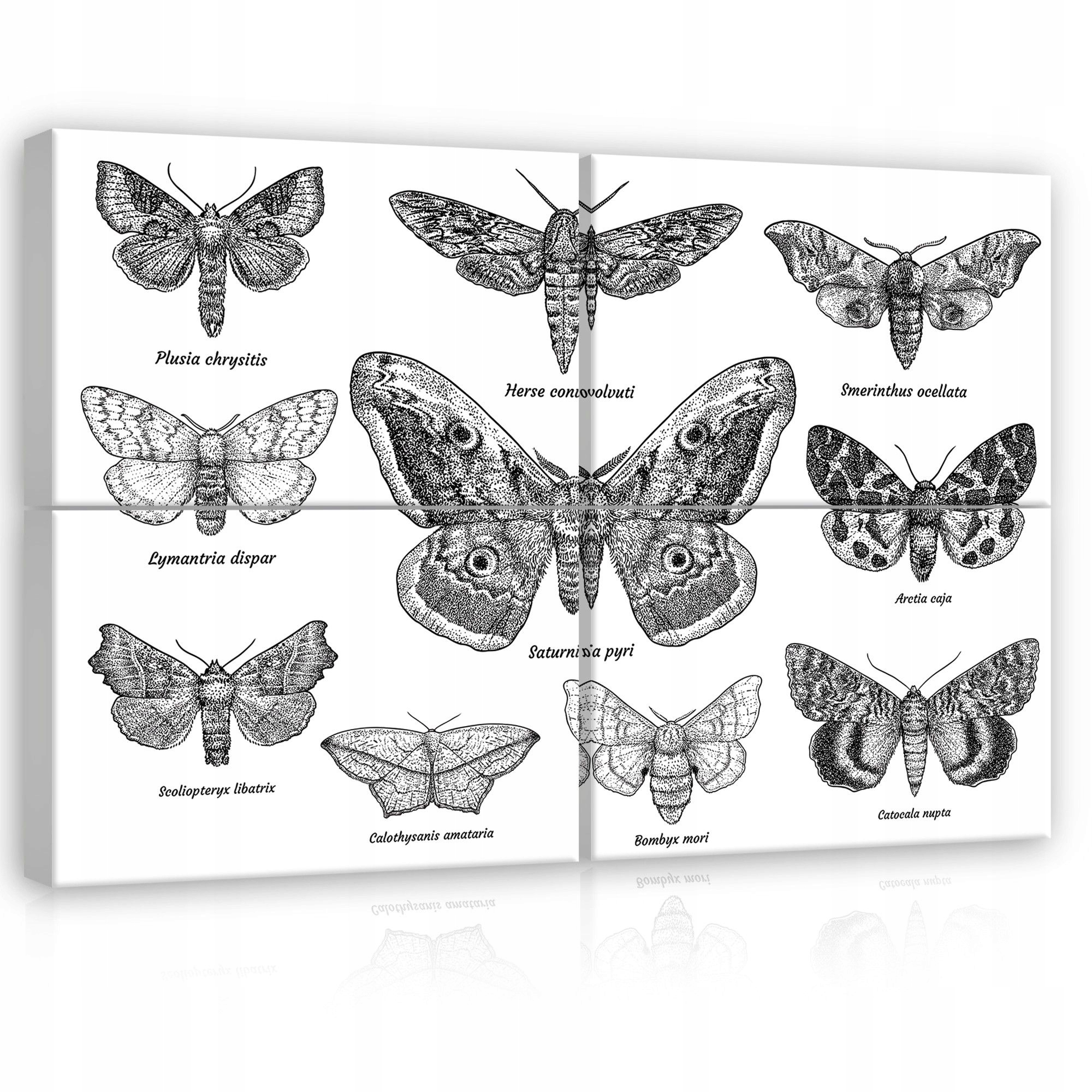 Obraz 120x80 Nočné motýle entomológia vintage čiernobiely hmyz