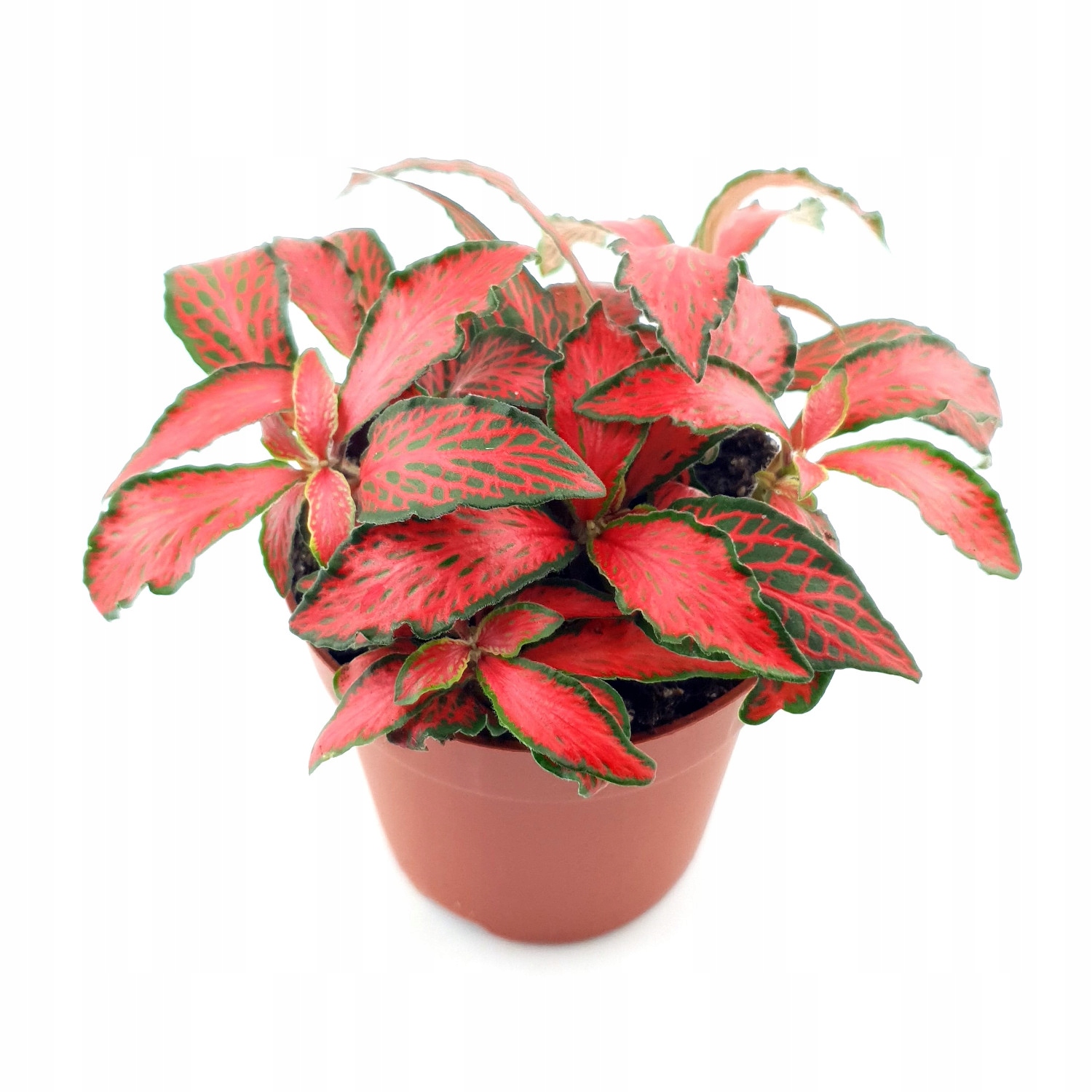 MikroKlimat las w słoiku ZESTAW ZRÓB TO SAM Marka Mikroklimat