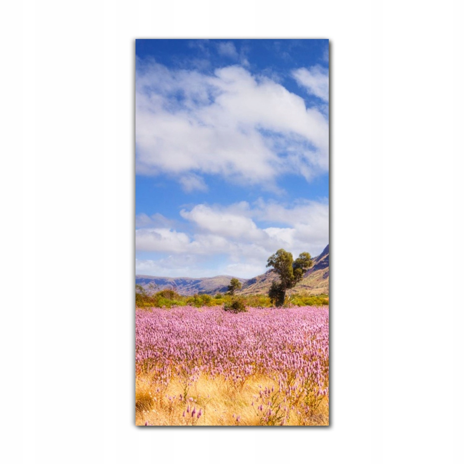 

Obraz na szkle do kuchni 60x120 Australia kwiaty