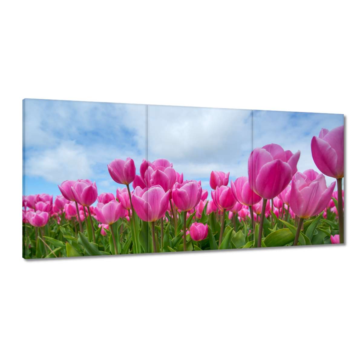 Obrazy 210x100 Tulipány Kvety