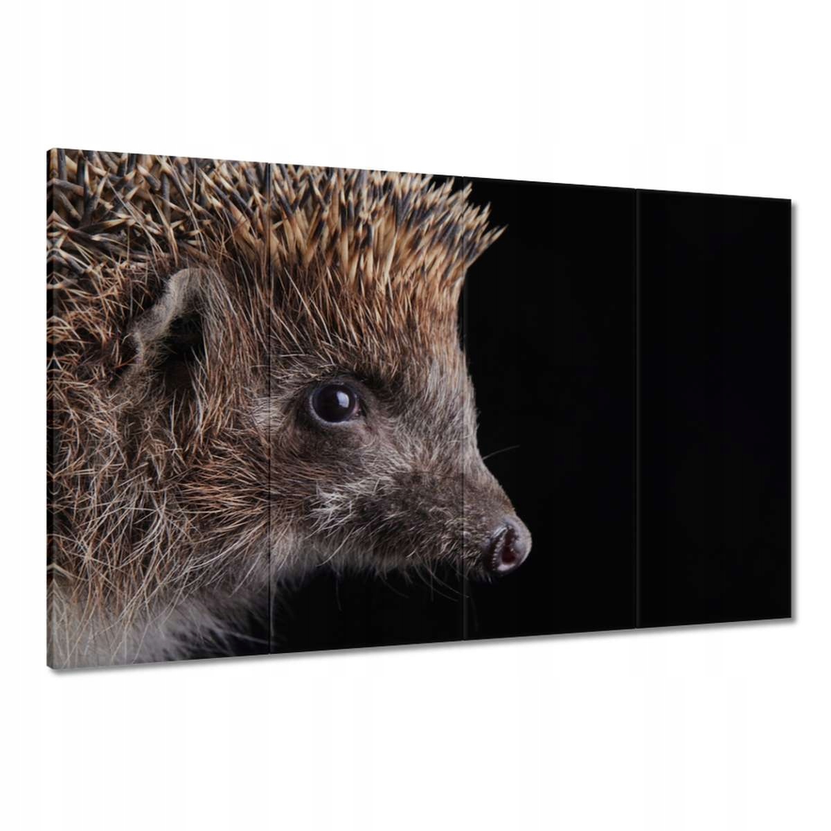 Obrazy 120x80 Ježek na černém pozadí