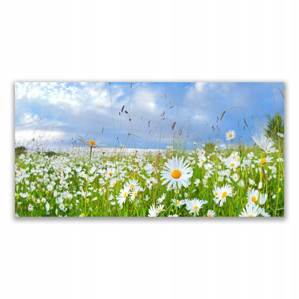 

Fotoobraz nowoczesny 140x70 Łąka Stokrotki Natura