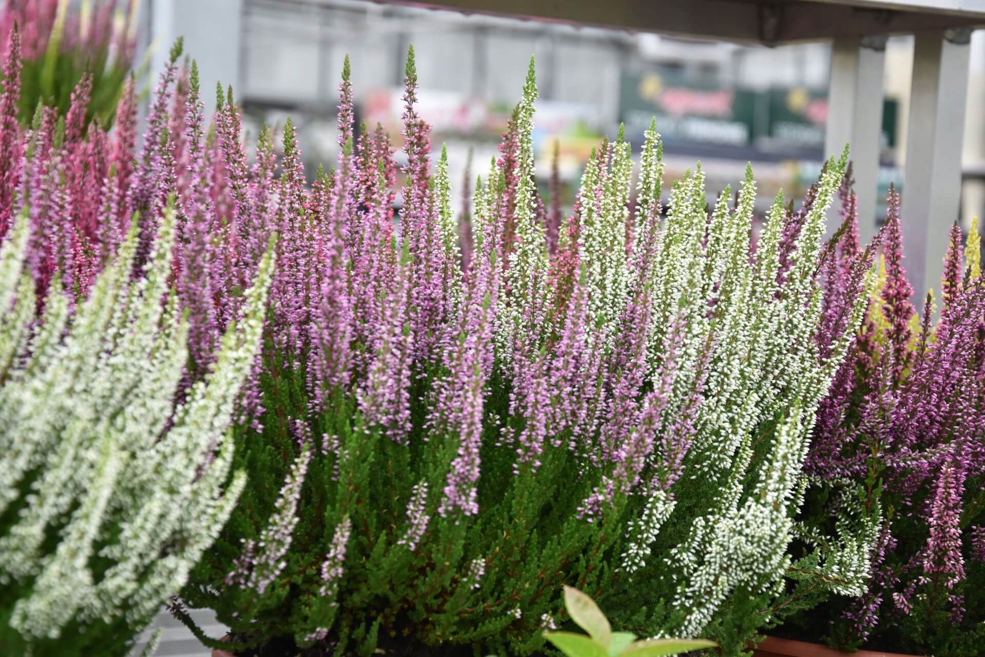 NAWÓZ JESIENNY DO KWAŚNOLUBNYCH S 5kg BORÓWEK WRZOSÓW ROŚLIN KWAŚNOLUBNE Producent Siarkopol