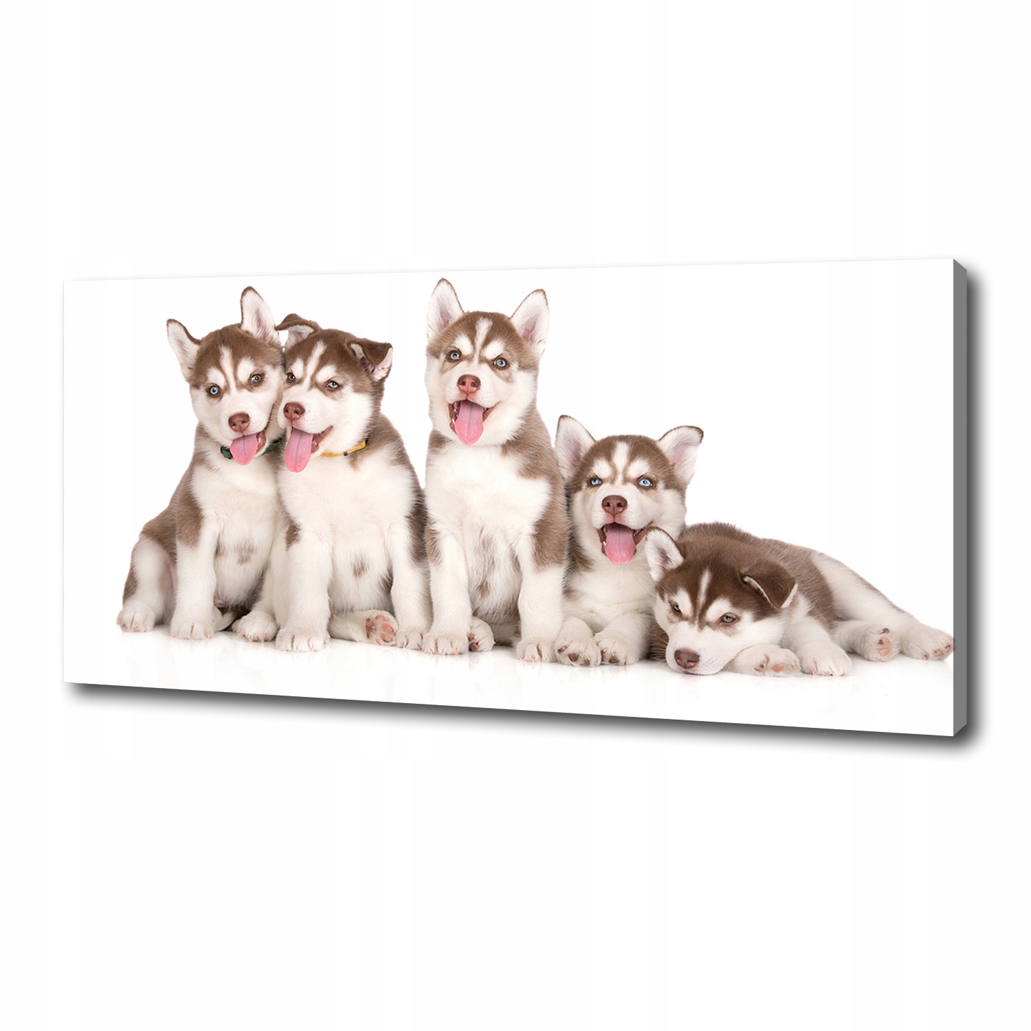 

Obraz canvas do salonu Szczeniaki Husky 125x50 cm