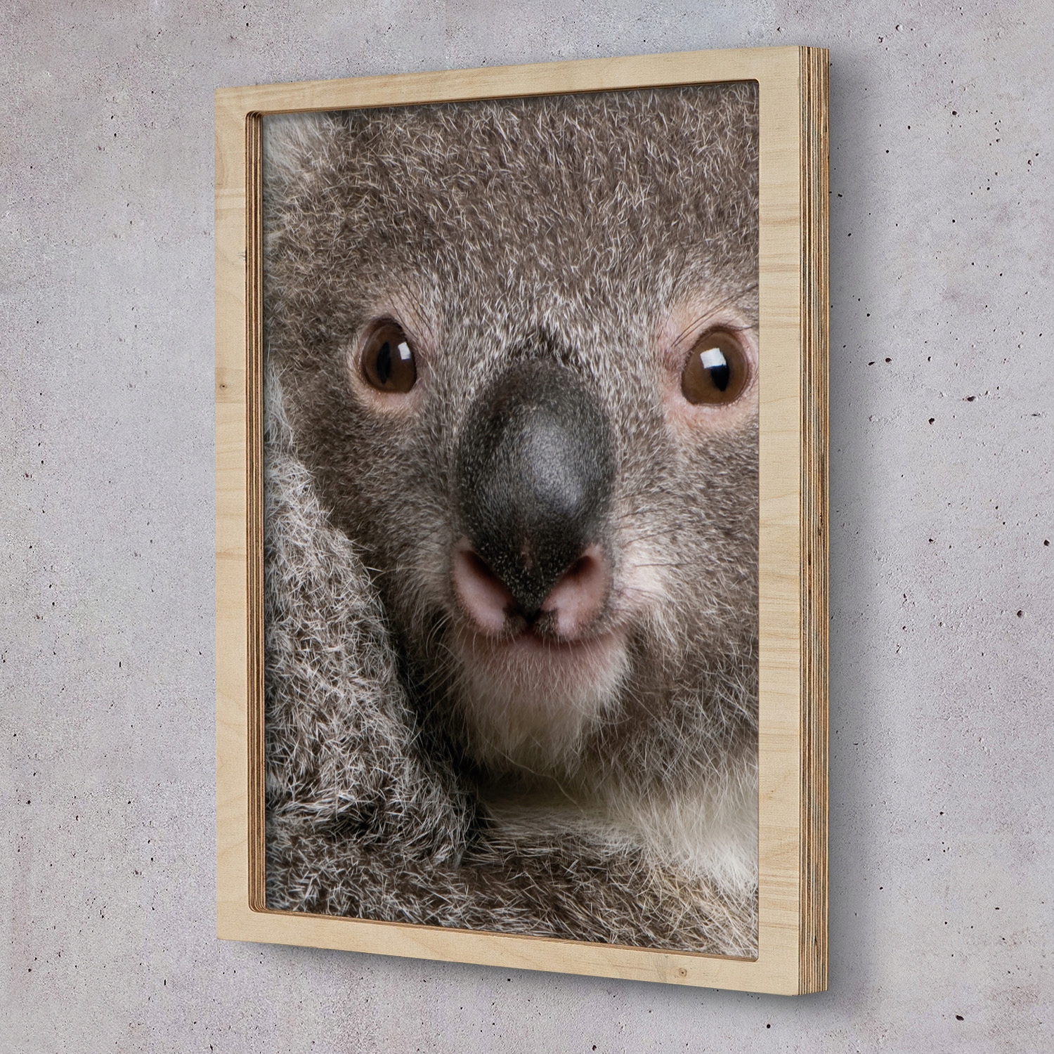 Obraz v rámu na zeď Medvěd koala 20x30 cm
