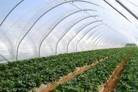 FOLIA OGRODNICZA TUNELOWA UV4 6x11 mb MOC 4sezony Długość (cm) 1100 cm