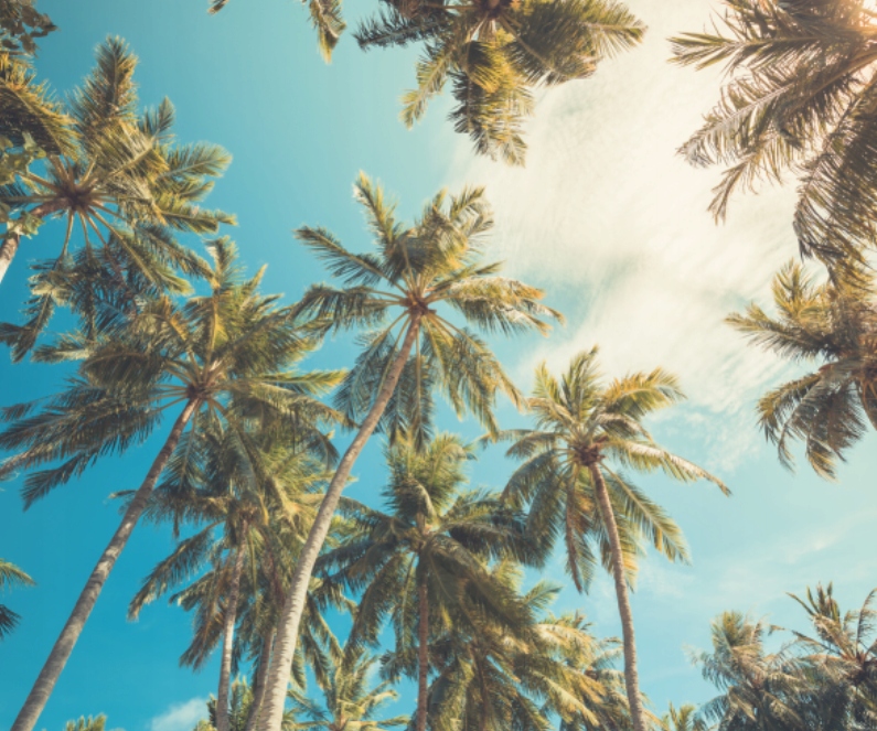 Fototapeta Slnečné palmy do obývačky 300x250 cm, štruktúra 350 g