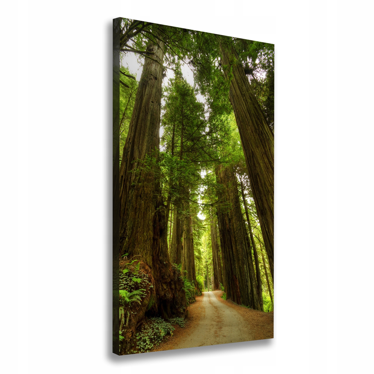 

Foto obraz na płótnie Ścieżka w lesie 50x100 cm