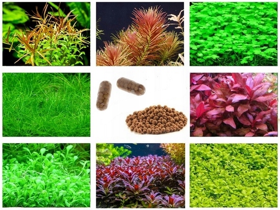 MIX ZESTAW ŁATWYCH ROŚLIN DO AKWARIUM + KULKI + KAPSUŁKI _ 3 PLANY