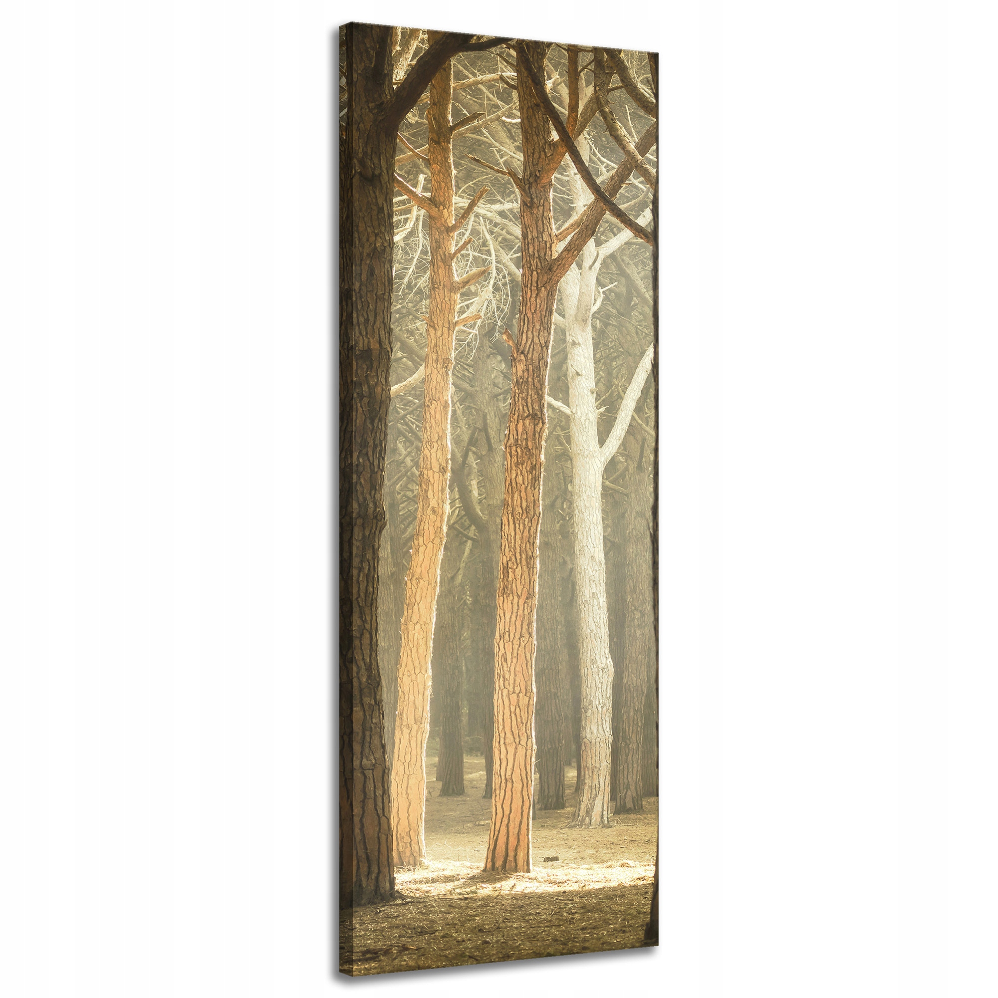 Obraz na plátně Stromy Světlo Příroda Les 40x120 cm Ideální jako dárek