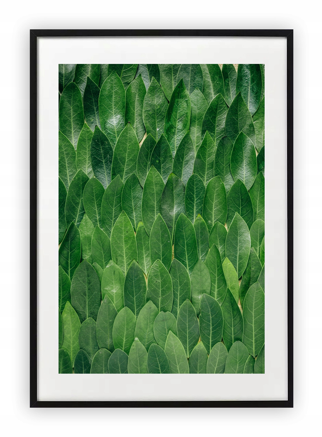 

Plakat 40x50 cm Tekstura LIście Roślinność
