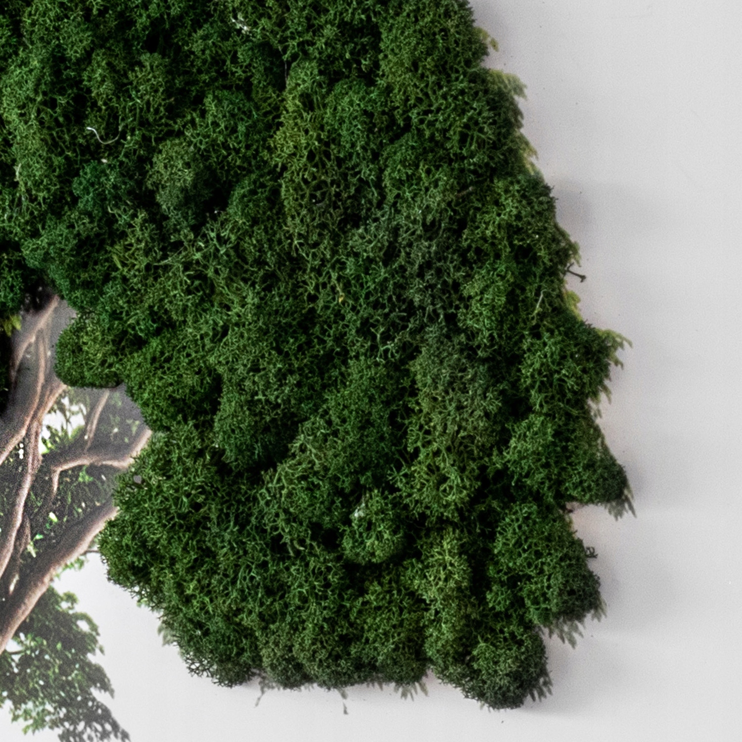 Naturalny obraz z mchem Drzewo na białym tle 60x40 Rodzaj mech chrobotek