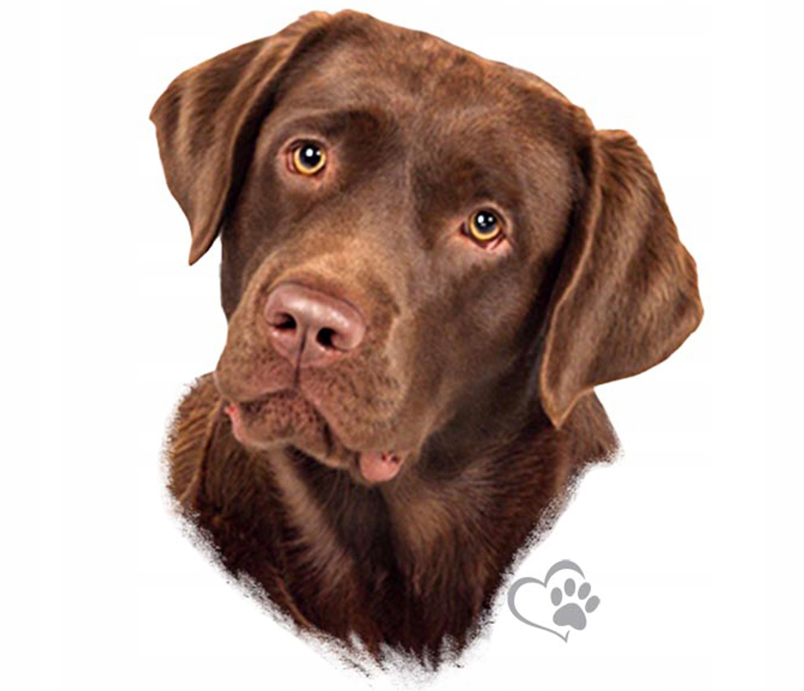 

Naklejka Nalepka Pies Piesek Labrador Brązowy Uv