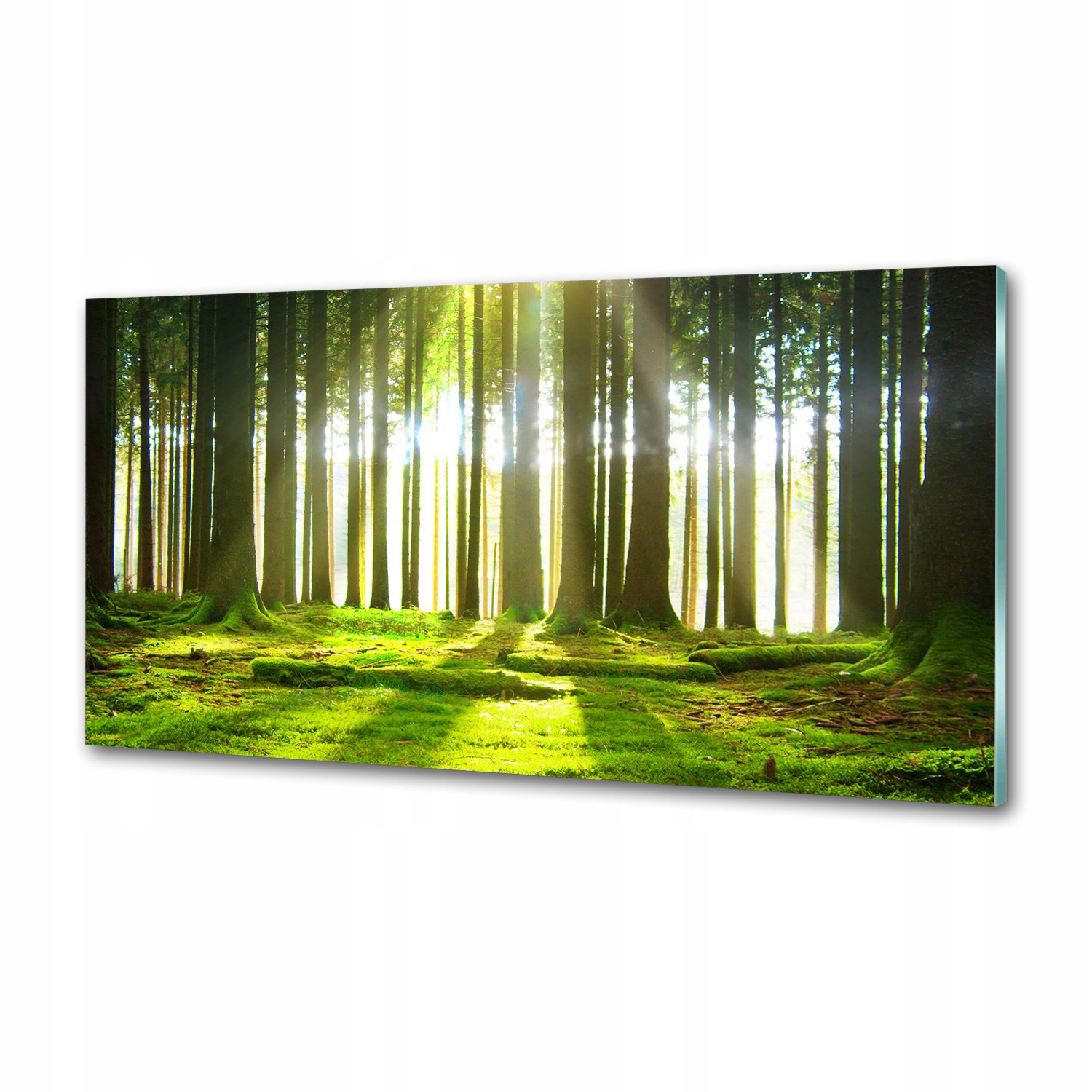 Panel dekor sklo Les na slnku 100x50 cm Lepidlo