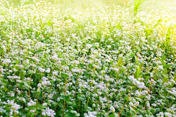 

Gryka roślina miododajna 1kg