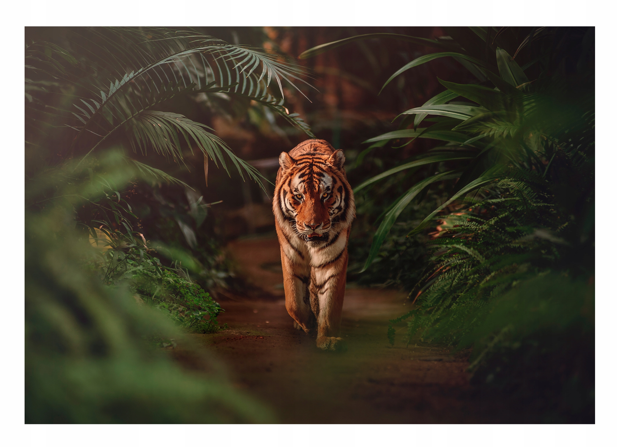 

Fototapeta Tygrys 3D Zwierzęta Dżungla 254x184