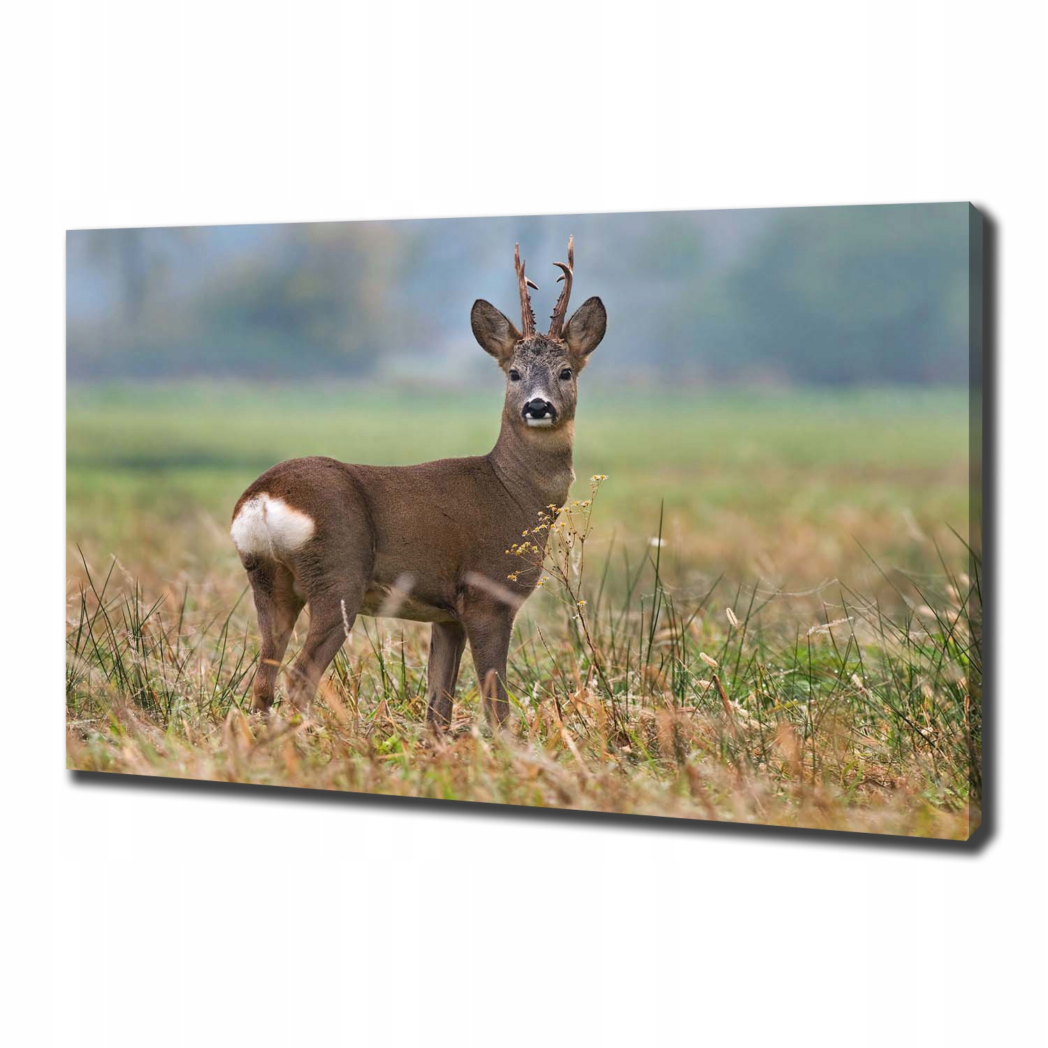 

Foto obraz ze zdjęcia do salonu Sarna 100x70 cm