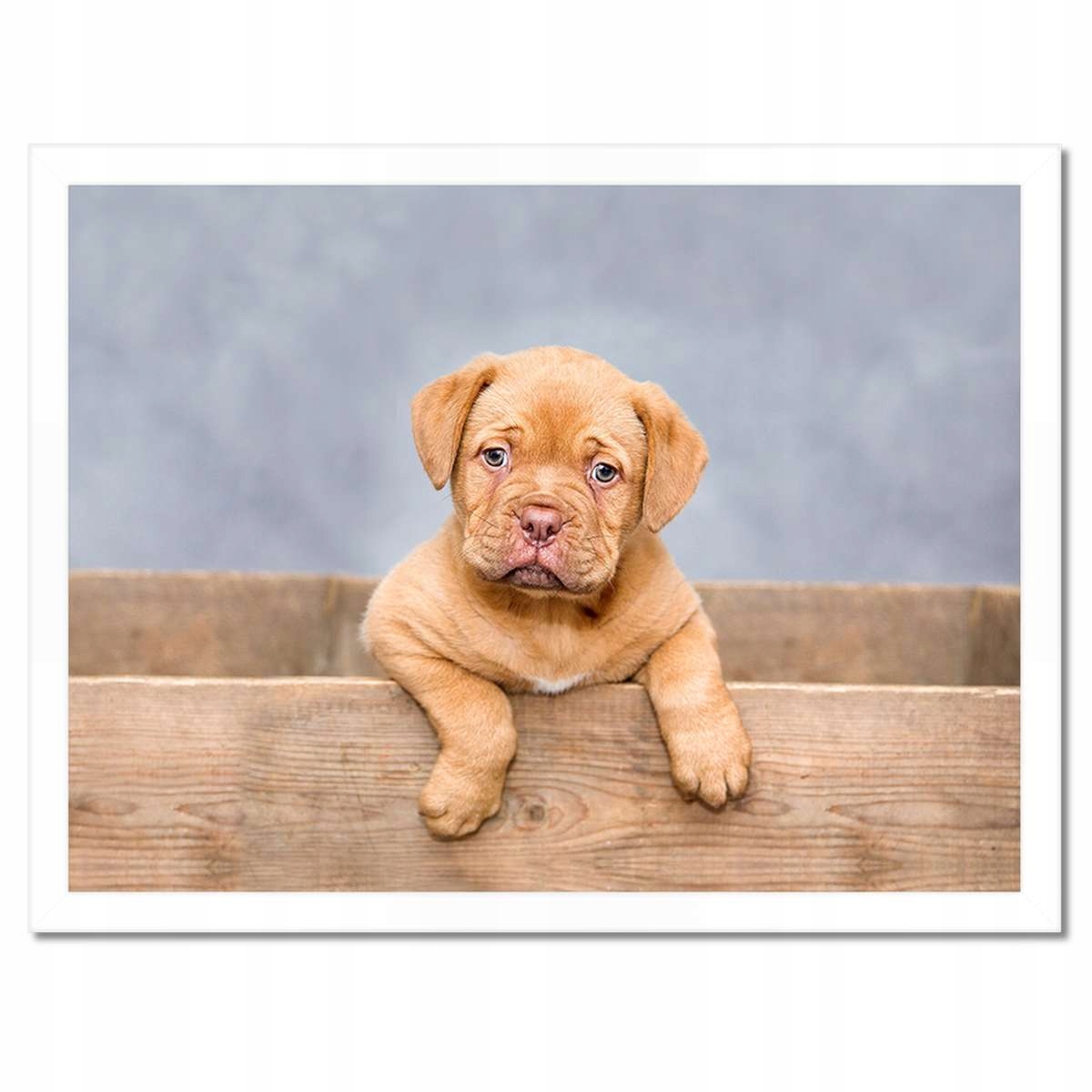 Plakáty v rámu 40x30 Štěňátko DogueDeBordeaux