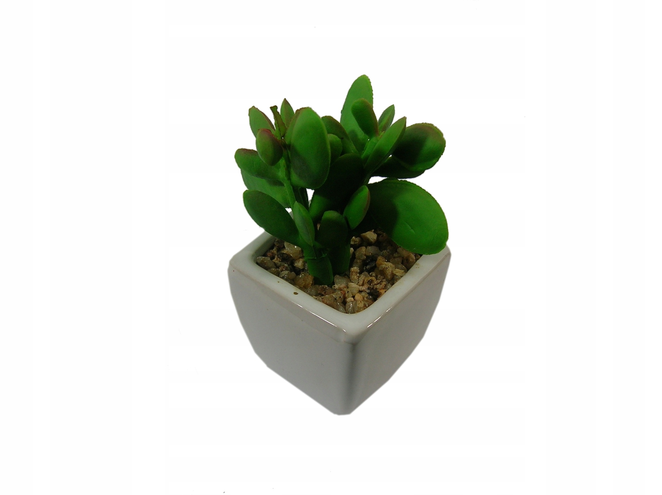 

V. Sukulenty W Osłonce