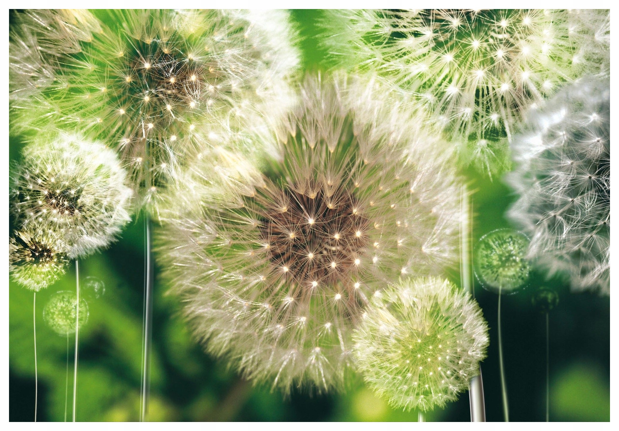 Vliesová fototapeta Púpava jarný tanec prírody 400x280 lepidlo