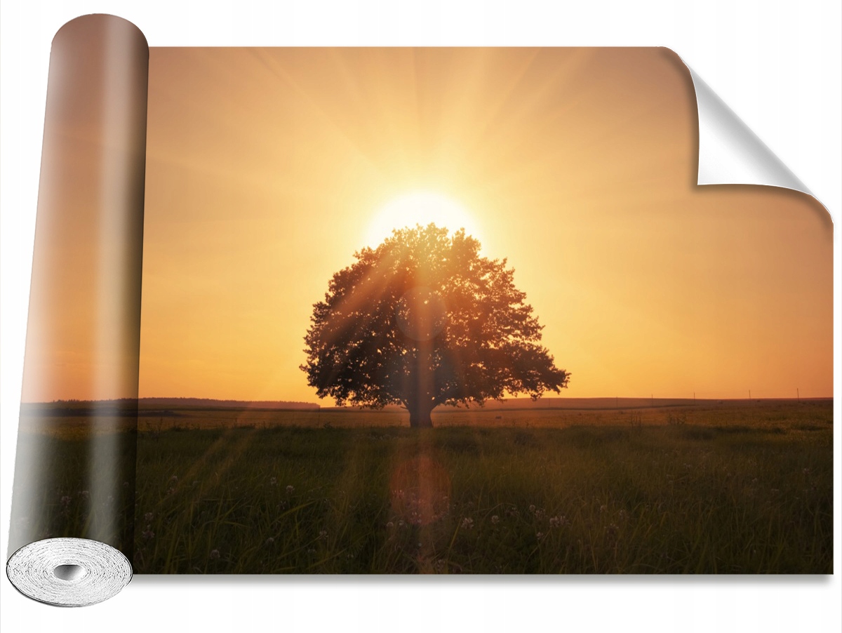 

Tapeta Samoprzylepna Drzewo wschód słońca 208x146