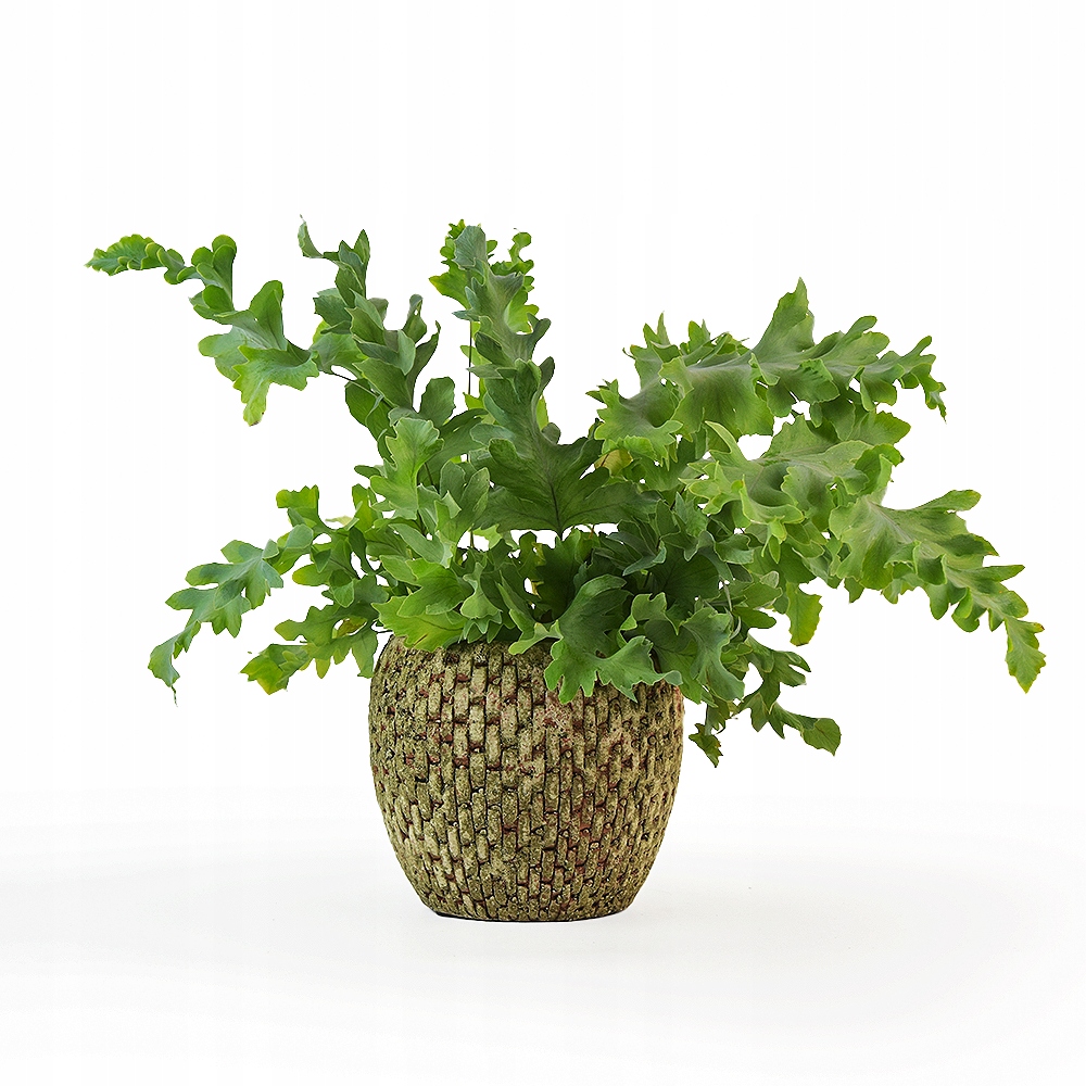 Osłonka Ceramiczna Leśny Porost