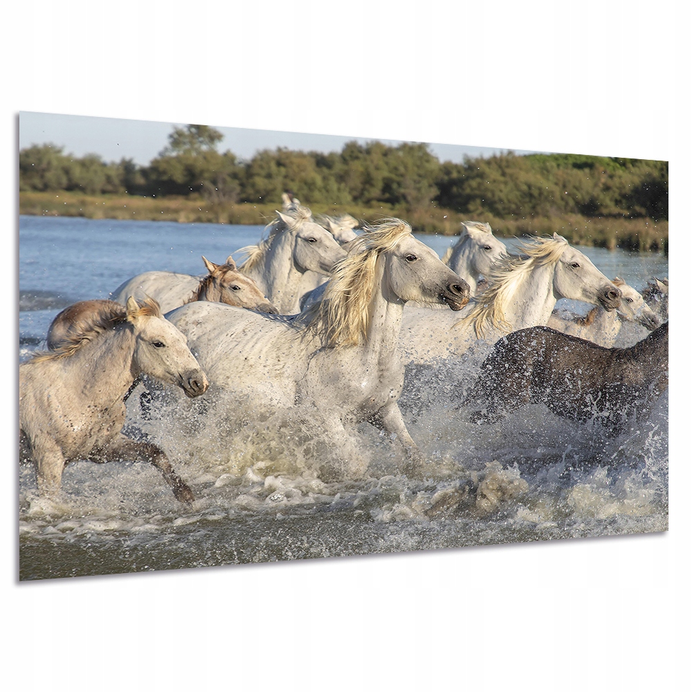 

Obraz Konie k6 120x80cm na płótnie koń w galopie