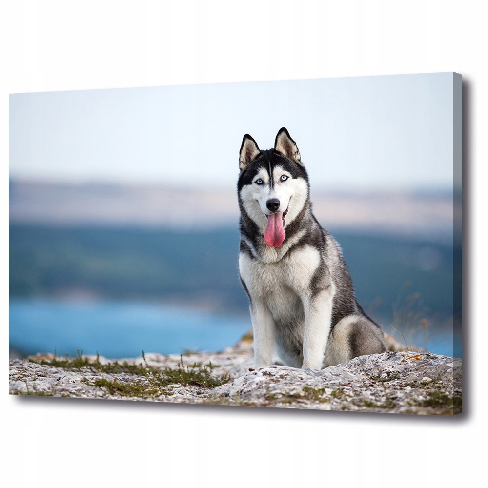 

Foto Obraz Płótno Decor Husky syberyjski 70x50