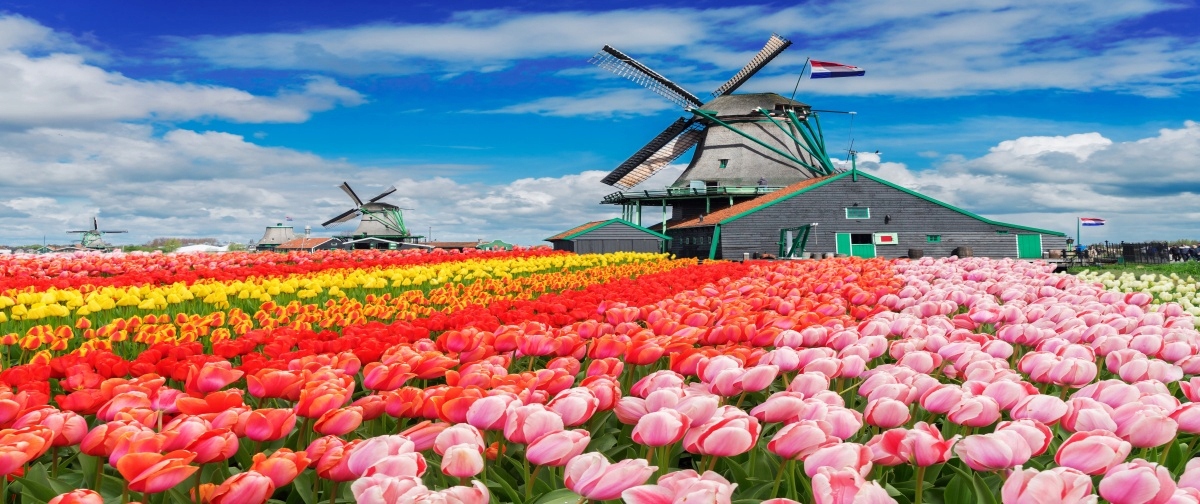 

Fototapeta Flizelinowa Holandia Wiatraki 250x104
