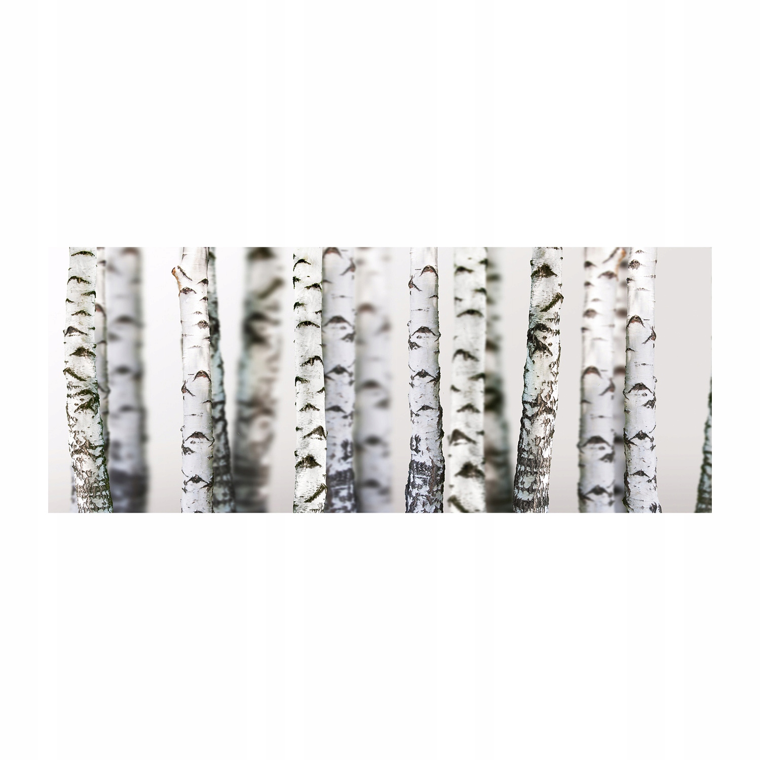 

Foto obraz akryl nowoczesny Pnie brzozy 125x50cm