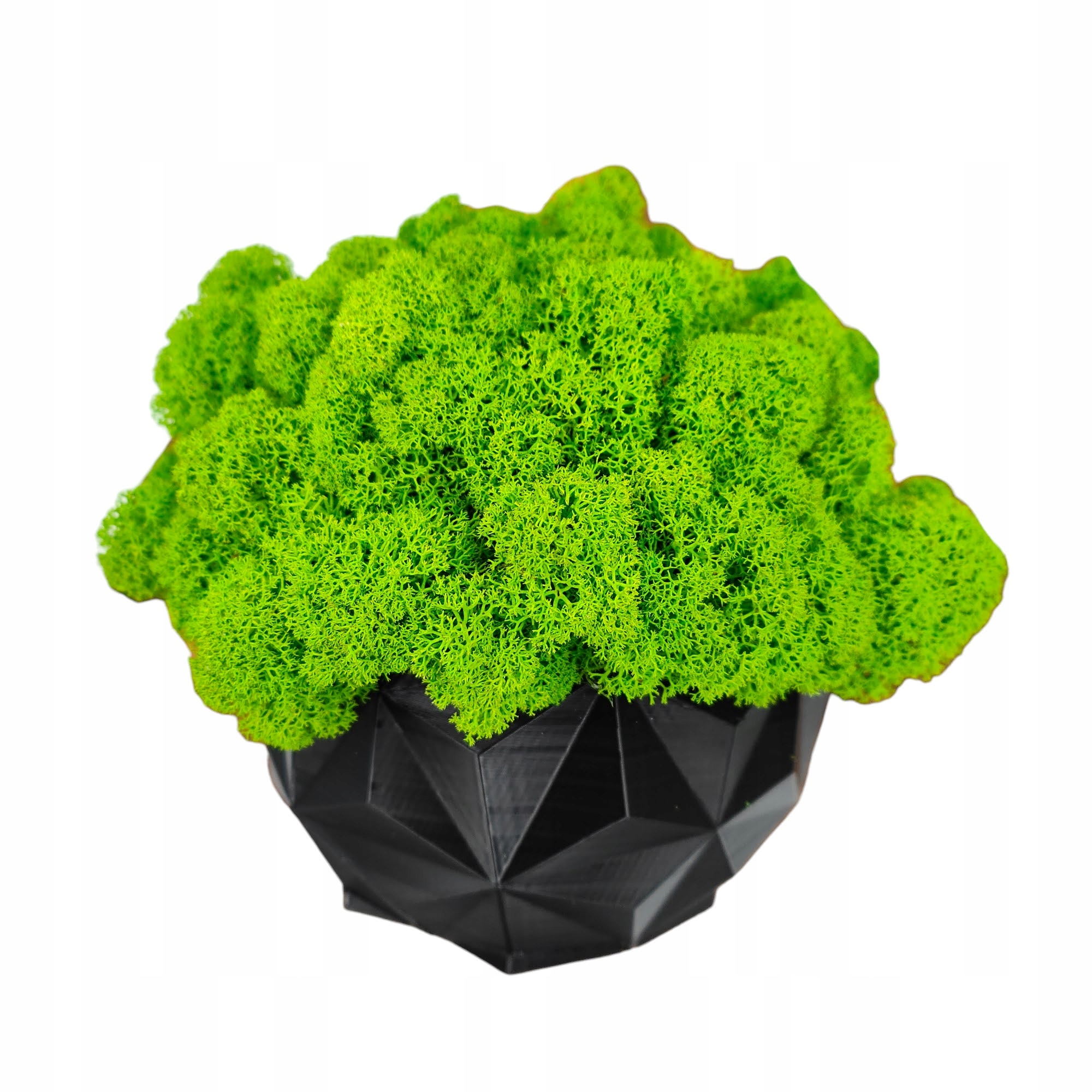 Květináč s mechem chrobotkem Velký Mech Chrobotek v květináči 3D tisk #2