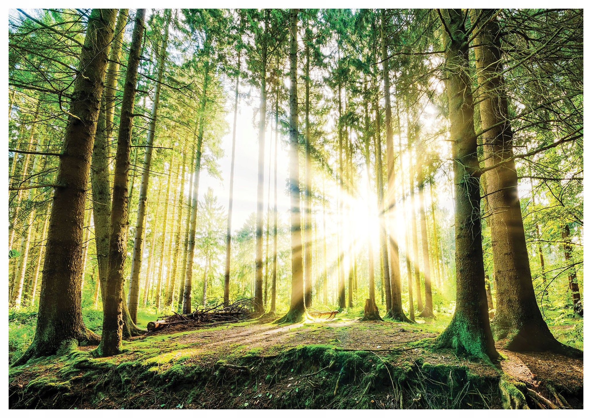 Fototapeta Sluneční les perspektiva zeleně harmonie přírody 368x280 lepidlo