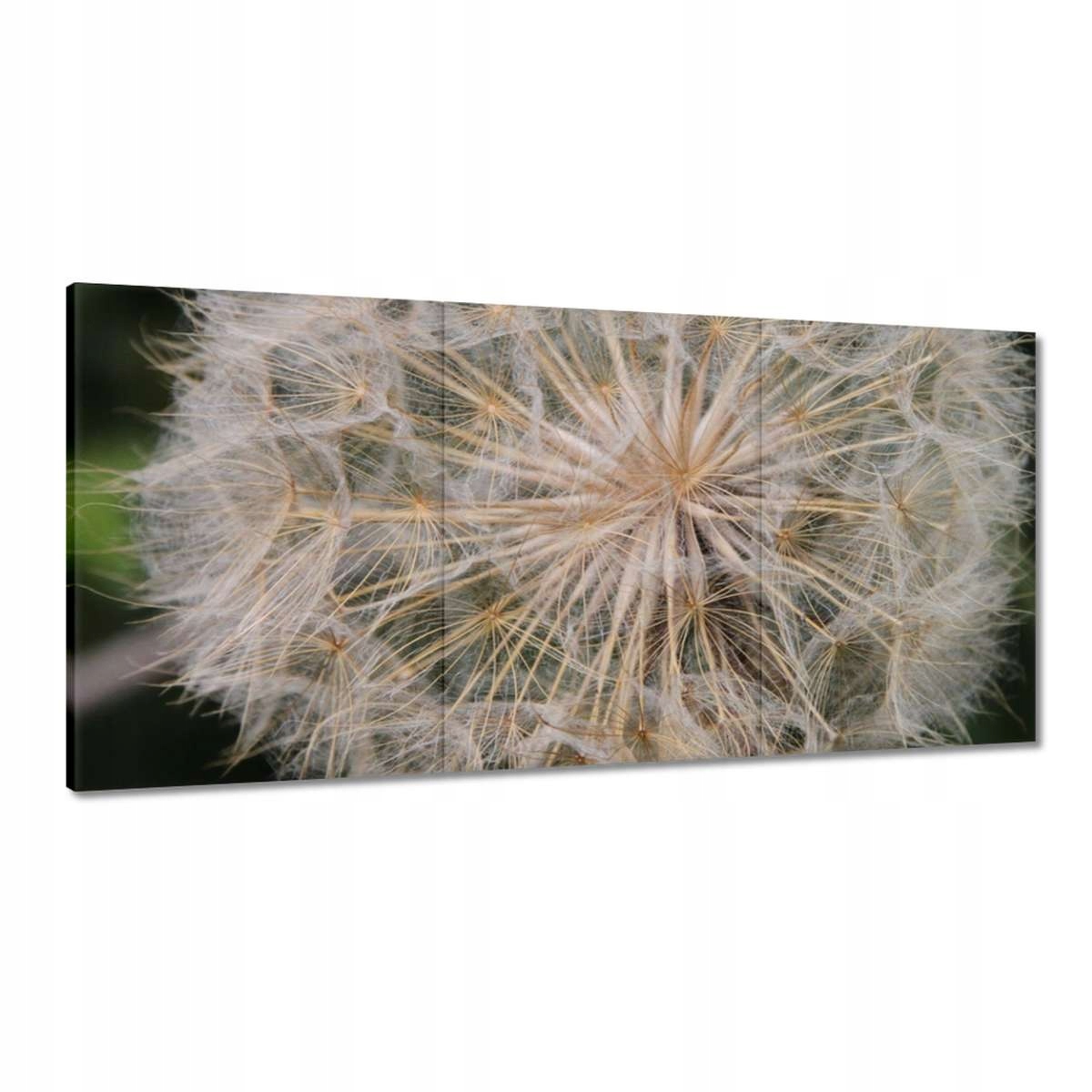 Obrazy 180x90 Púpava Kvet Kvety