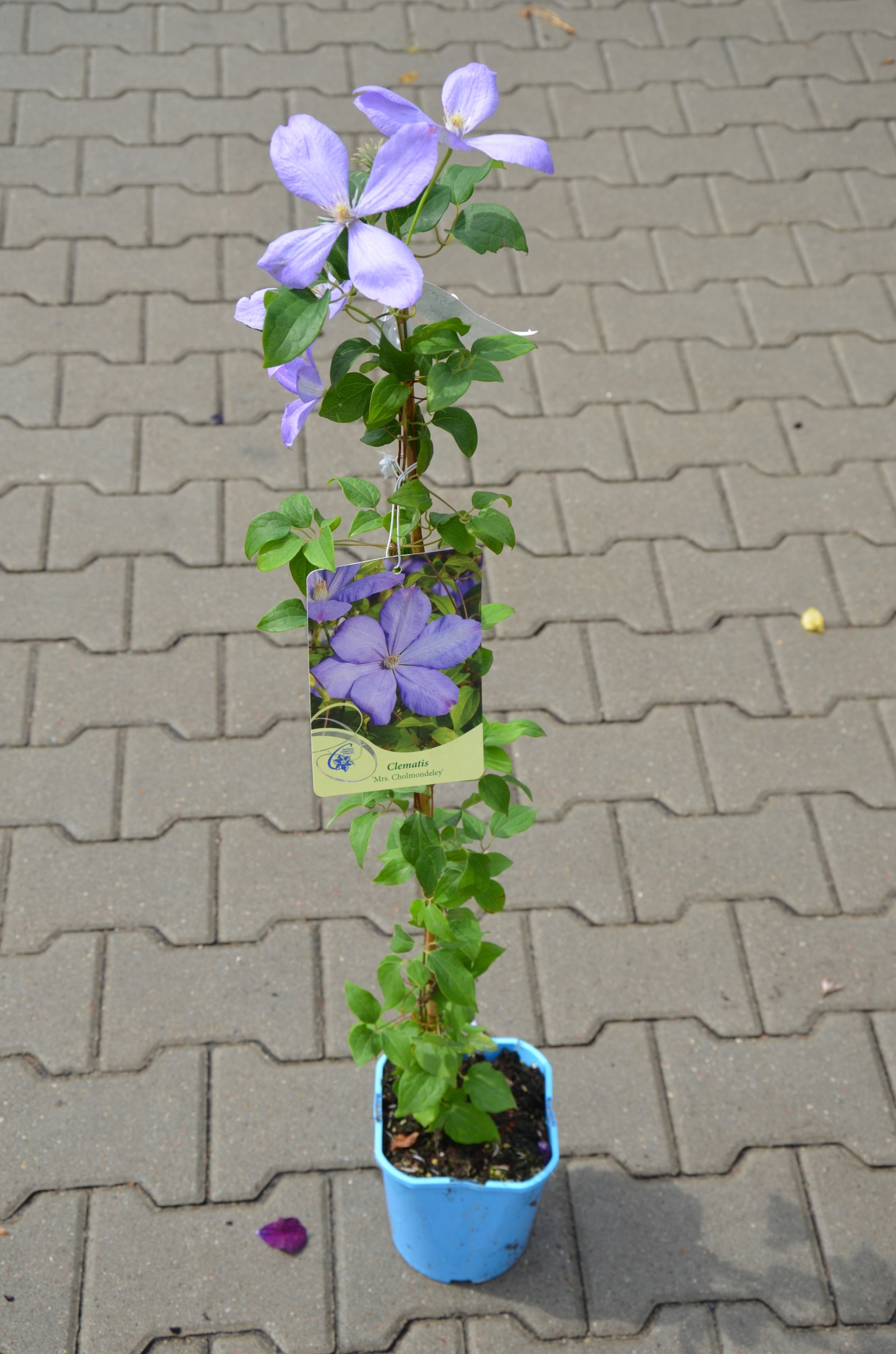 Clematis 'Mrs Cholmondeley' Powojnik 70-90 cm 2L