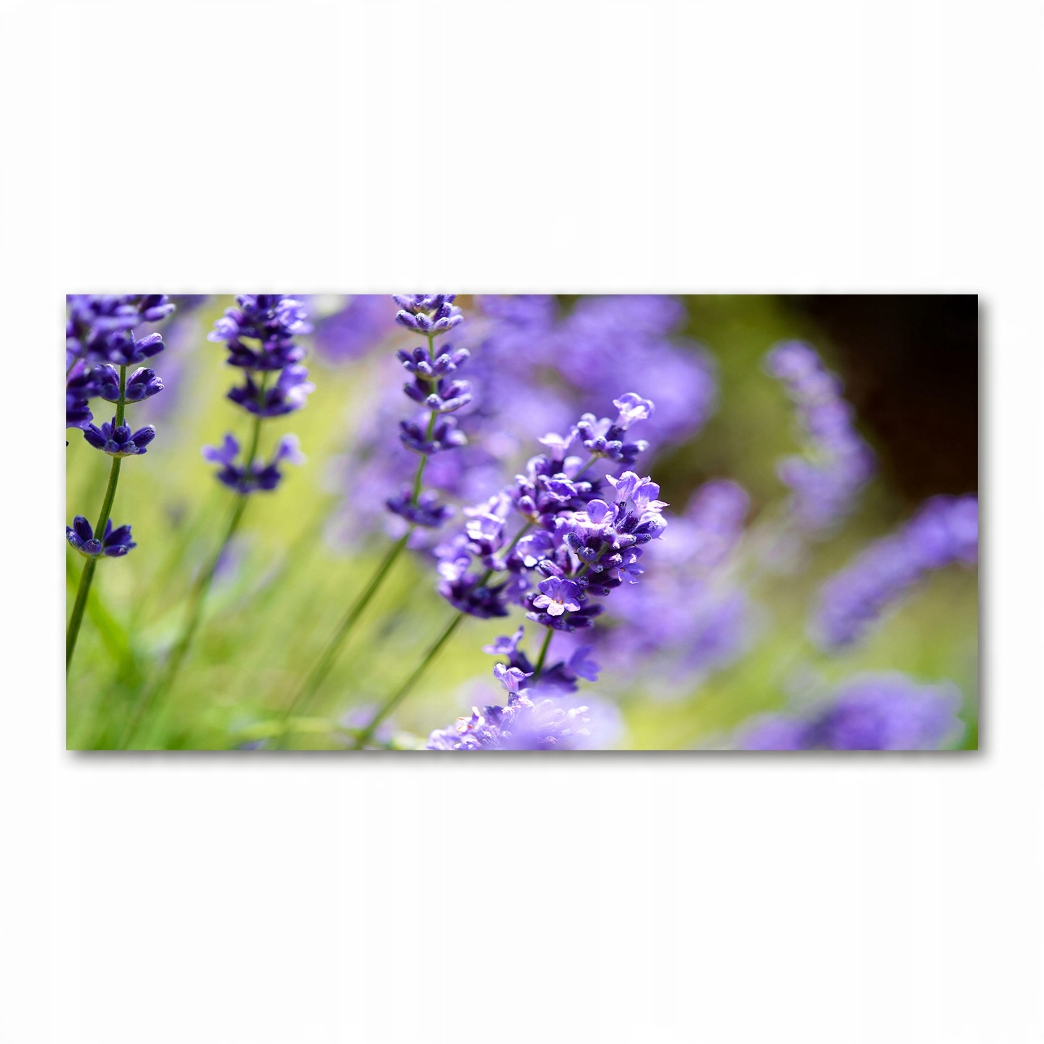 

Foto obraz duży akryl nowoczesny Lawenda 120X60cm