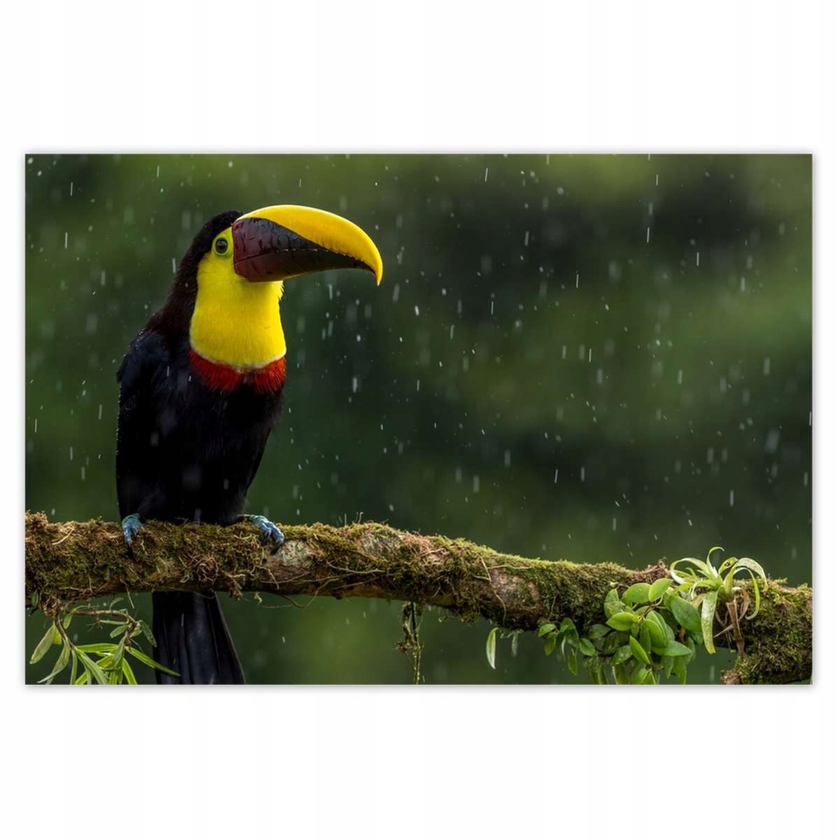 Plakáty 200x135 Ptáci Ptáčci Ptáci