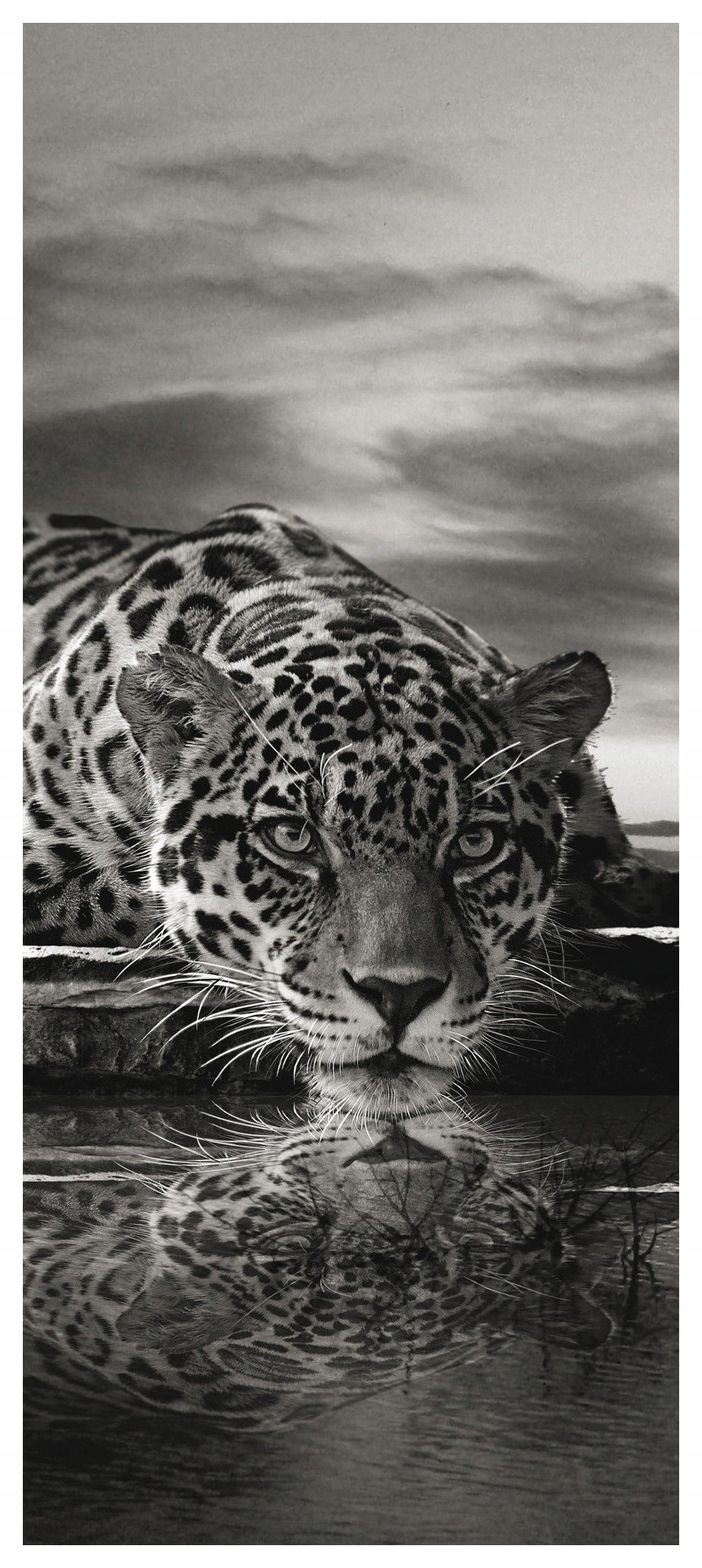 Samolepicí Samolepicí Fototapeta Černé a bílé jaguáry divoké kočky 91x211