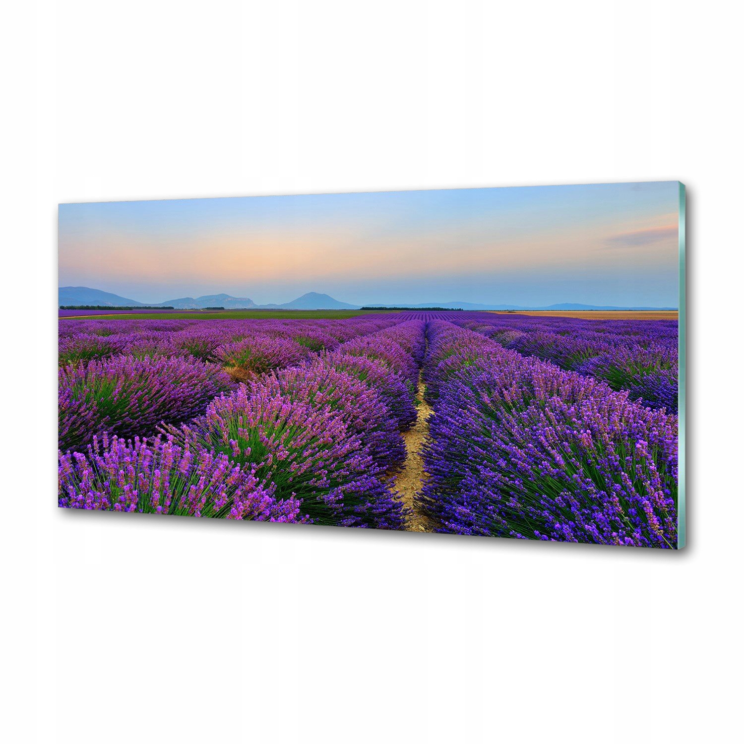 Panel dekor sklo Pole levandule 100x50 cm Lepidlo